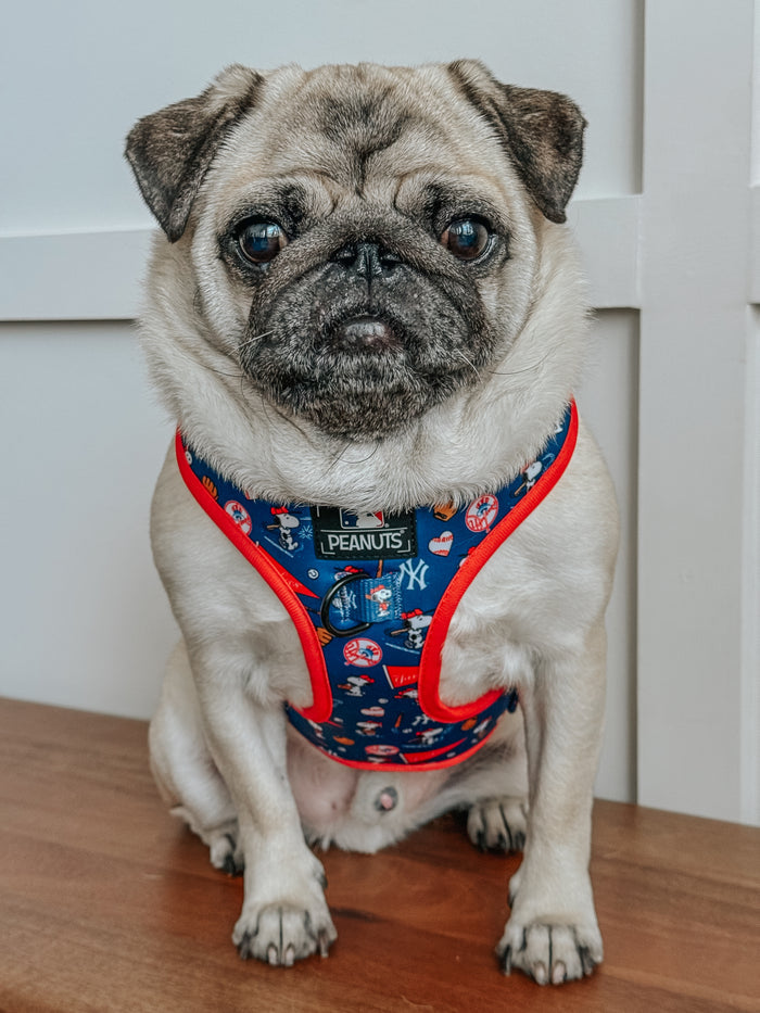 A pug wears the Sassy Woof Dog Two Piece Bundle - MLB™ x Peanuts™ New York Yankees™, sitting on a wooden surface before a white panel wall, looking at the camera.
