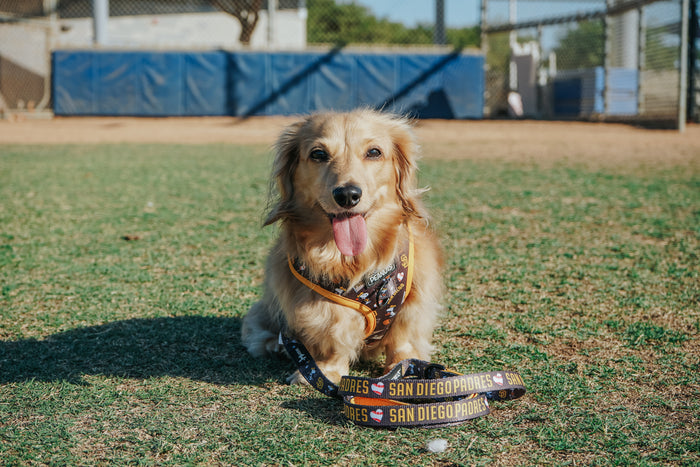 A golden long-haired dog sits on grass at a baseball field, tongue out and happy, wearing the Sassy Woof Dog Adjustable Harness - MLB™ x Peanuts™ San Diego Padres™—stylish and secure for puppy growth protection on game day.