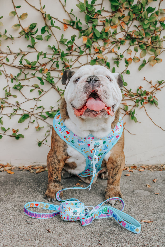 INFLUENCER_CONTENT | @ITSZEUSTHEBULLDOG | SIZE XL