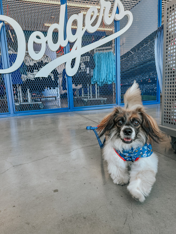 A small, fluffy dog in a Sassy Woof Dog Adjustable Harness - MLB™ x Peanuts™ Los Angeles Dodgers™ on a blue leash walks toward the camera inside a store with a large “Dodgers” sign and blue clothing in the background.
