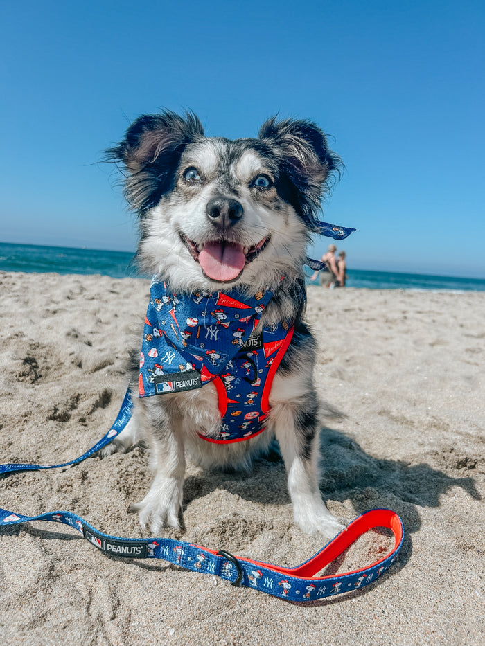 A happy black, white, and gray dog wears the Sassy Woof Dog Two Piece Bundle - MLB™ x Peanuts™ New York Yankees™ while sitting on a sandy beach with the ocean and blue sky in the background.